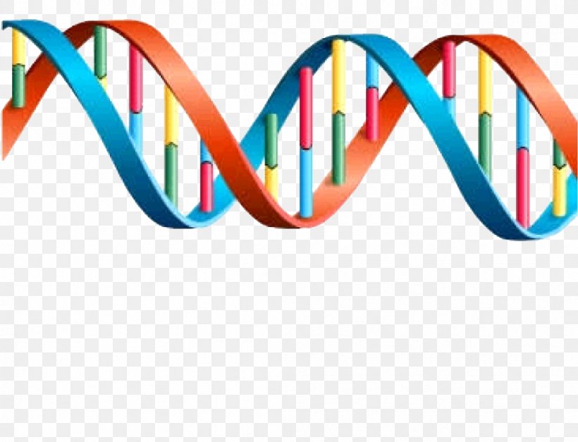 DNA Genetics Transcription Gene Expression, PNG, 1046x800px, Dna, Area, Biology, Eyewear, Gene Download Free
