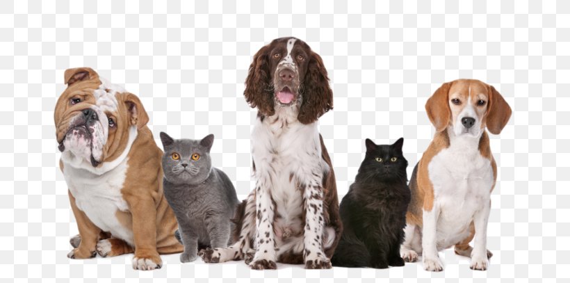 Dog Cat Puppy Kitten Pet, PNG, 699x407px, Dog, Cat, Cats Dogs, Companion Dog, Dog Breed Download Free