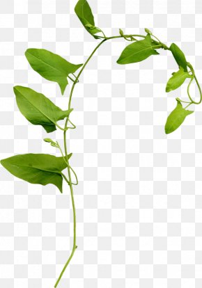 Leaf - Leaf Branch Clip Art PNG