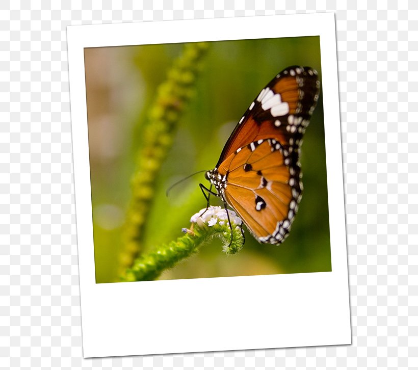 Beautiful Butterfly Insect Desktop Wallpaper Monarch Butterfly, PNG, 600x726px, Butterfly, Arthropod, Beautiful Butterfly, Brush Footed Butterfly, Butterflies And Moths Download Free