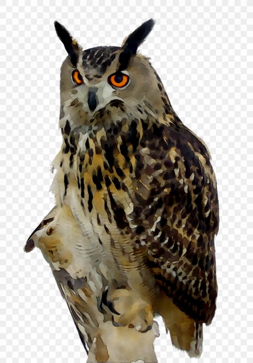 Eurasian Eagle-owl Bird Snowy Owl Barn Owl, PNG, 827x1188px, Owl, Accipitriformes, Animal, Barn Owl, Beak Download Free