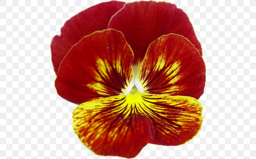 Pansy Magenta Annual Plant Close-up, PNG, 500x508px, Pansy, Annual Plant, Closeup, Flower, Flowering Plant Download Free