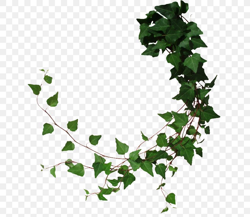 Vine Tree Common Ivy, PNG, 650x710px, Vine, Branch, Common Ivy, Drawing, Fatshedera Lizei Download Free