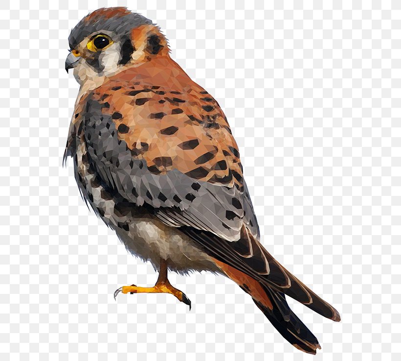 American Kestrel Falcon Bird Of Prey Merlin, PNG, 600x737px, American Kestrel, Accipitridae, Accipitriformes, Animal, Beak Download Free
