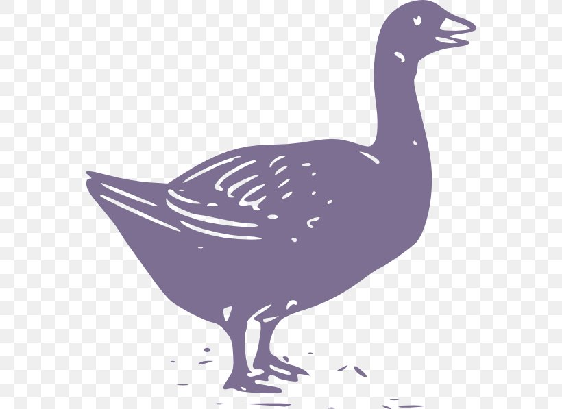 Duck Swan Goose Chicken Mute Swan, PNG, 570x597px, Duck, Anatidae, Beak, Bird, Chicken Download Free