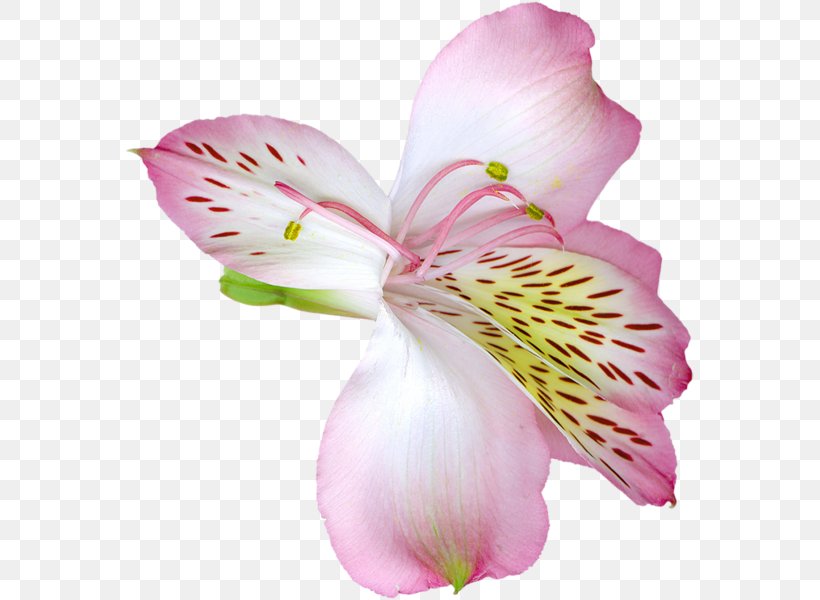 Flower Arum-lily Madonna Lily Lily 'Stargazer' Clip Art, PNG, 569x600px, Flower, Alstroemeriaceae, Arumlily, Blossom, Cut Flowers Download Free