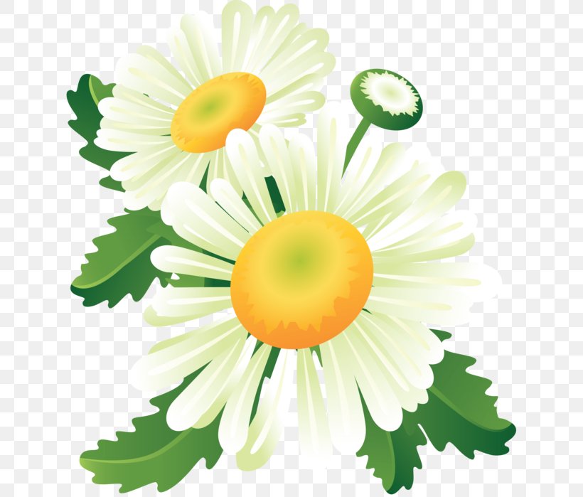 Flower Floral Design Clip Art, PNG, 637x699px, Flower, Baner, Chamaemelum Nobile, Child, Chrysanths Download Free