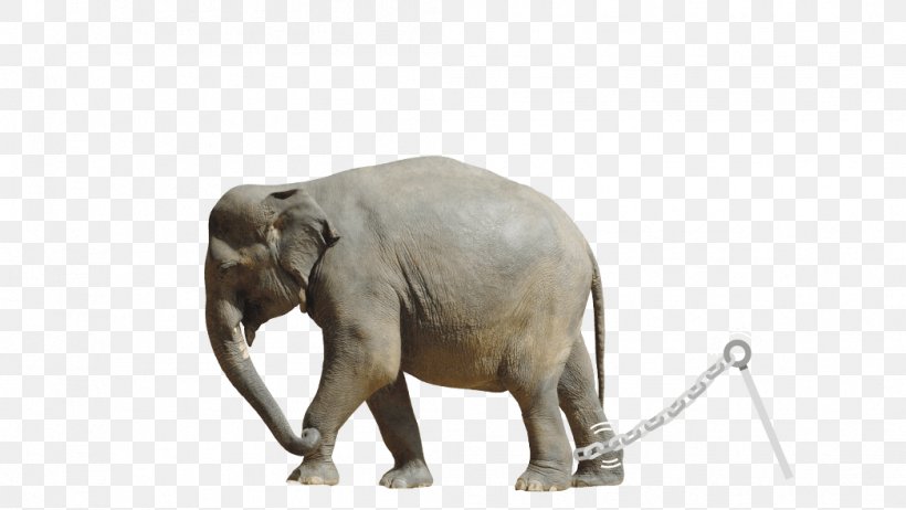 Indian Elephant African Elephant Tusk Wildlife, PNG, 1046x590px, Indian Elephant, African Elephant, Animal, Elephant, Elephants And Mammoths Download Free