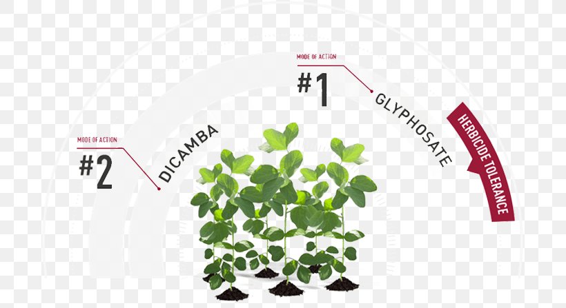 Roundup Ready Herbicide Genetically Modified Soybean Glyphosate, PNG, 702x447px, Roundup Ready, Alfalfa, Asgrow Seed Co Llc, Brand, Dicamba Download Free
