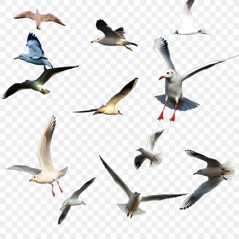Bird Migration Flight Gulls Wader, PNG, 1701x1701px, Bird, Animal Migration, Beak, Bird Flight, Bird Migration Download Free