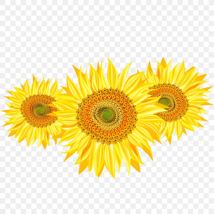 Common Sunflower The Sunflower Sunflower Seed, PNG, 1200x1200px, Common Sunflower, Cut Flowers, Daisy Family, Floral Design, Flower Download Free