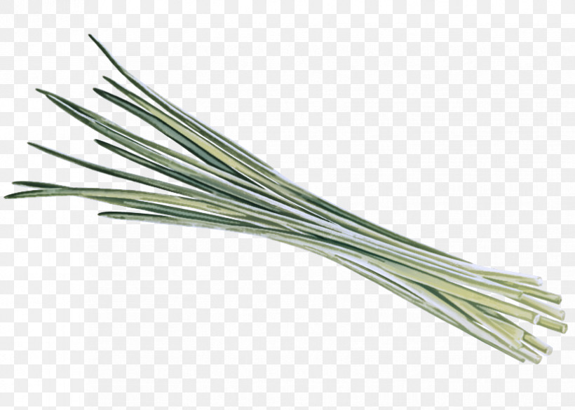 Scallion Welsh Onion Grasses Commodity, PNG, 827x591px, Scallion, Commodity, Grasses, Welsh Onion Download Free