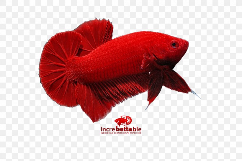 Siamese Fighting Fish Red Yellow Bettas, PNG, 1000x667px, Siamese Fighting Fish, Bettas, Coquelicot, Fish, Goldfish Download Free