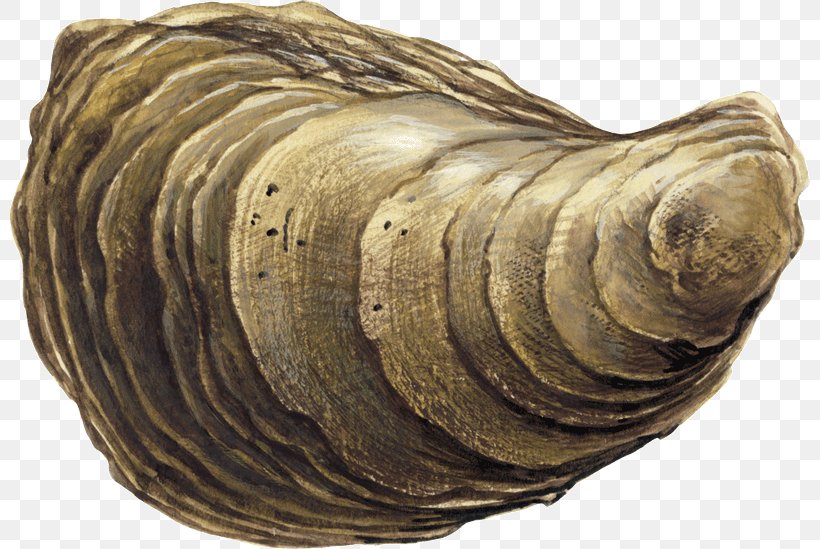 Cockle Conchology Sea Snail Seashell, PNG, 800x549px, Cockle, Artifact, Clam, Clams Oysters Mussels And Scallops, Conchology Download Free