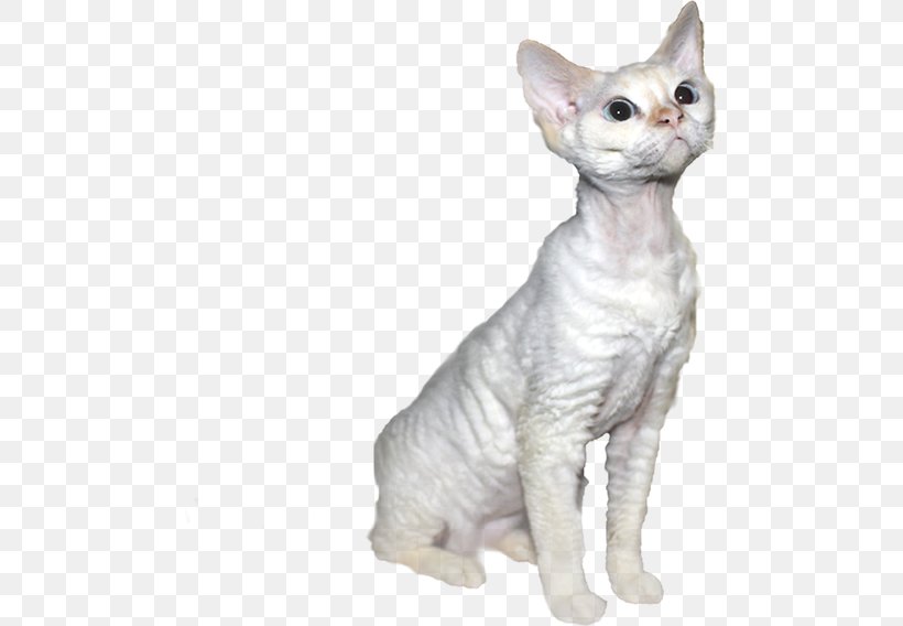 Donskoy Devon Rex Peterbald German Rex Javanese Cat, PNG, 484x568px, Donskoy, Balinese, Balinese Cat, Burmilla, Carnivoran Download Free