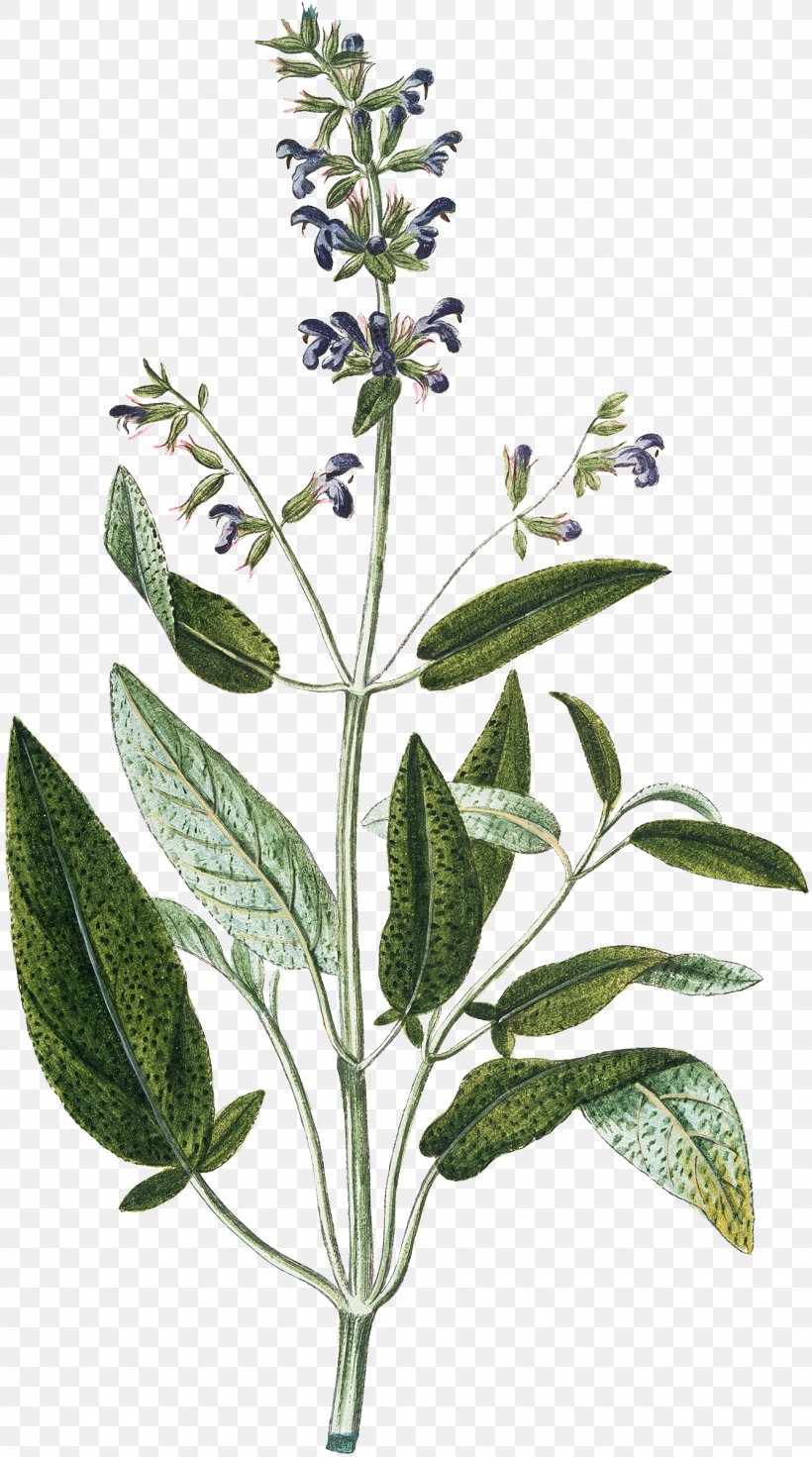 Herb Common Sage Thyme Parsley Rosemary, PNG, 1337x2400px, Herb, Art, Branch, Common Sage, Culinary Arts Download Free