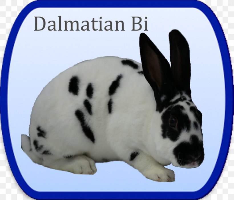 Domestic Rabbit British Mini Rex Club Dalmatian Dog Siamese Cat, PNG, 834x712px, Domestic Rabbit, Agouti, Broken, Color, Dalmatian Dog Download Free