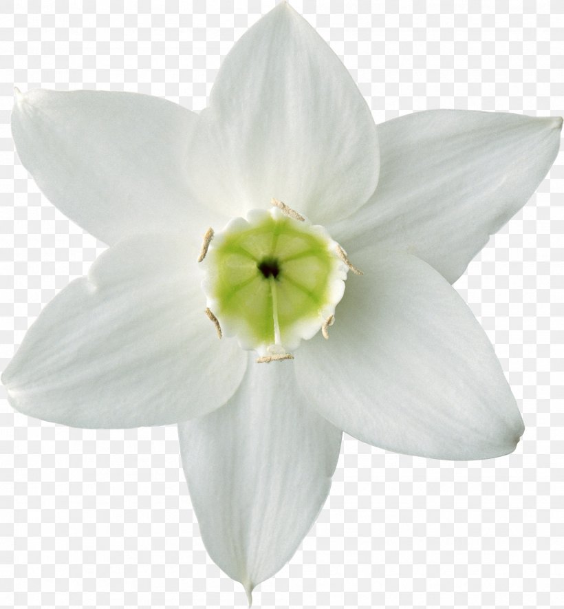 Flower Daffodil Plant Lilium, PNG, 1887x2037px, Flower, Amaryllis Belladonna, Amaryllis Family, Daffodil, Flower Bouquet Download Free