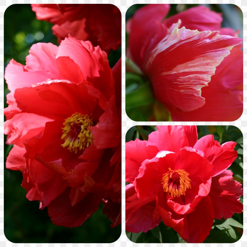 Japanese Camellia Flowering Plant Peony Annual Plant, PNG, 1600x1600px, Japanese Camellia, Annual Plant, Camellia, China Rose, Clinic Download Free