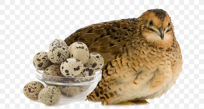 Common Quail Japanese Quail Phasianidae Chicken Turkey, PNG, 733x442px, Common Quail, Animal, Beak, Bird, Chicken Download Free