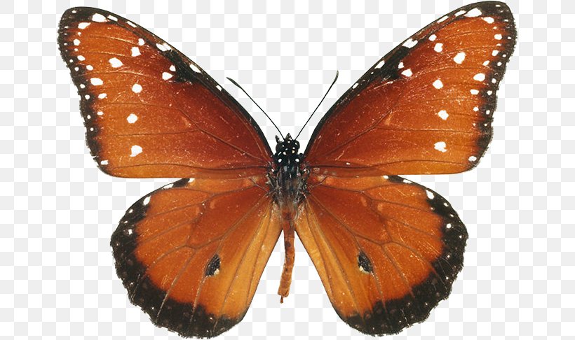 Monarch Butterfly Pieridae Gossamer-winged Butterflies Brush-footed Butterflies, PNG, 659x486px, Monarch Butterfly, Arthropod, Brush Footed Butterfly, Brushfooted Butterflies, Butterfly Download Free