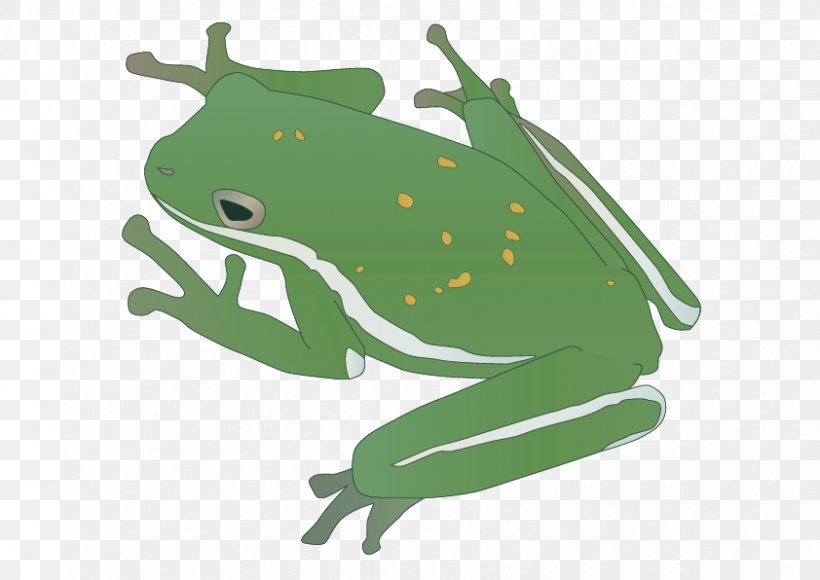 Amphibian Reptile Frog Insect, PNG, 842x596px, Amphibian, Android, Android Application Package, Animal, Cicadas Download Free