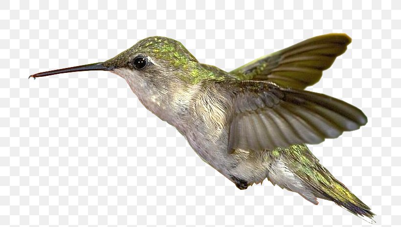 Bible Hummingbird Greeting, PNG, 757x464px, Bible, Beak, Bird, Blessing, Blog Download Free