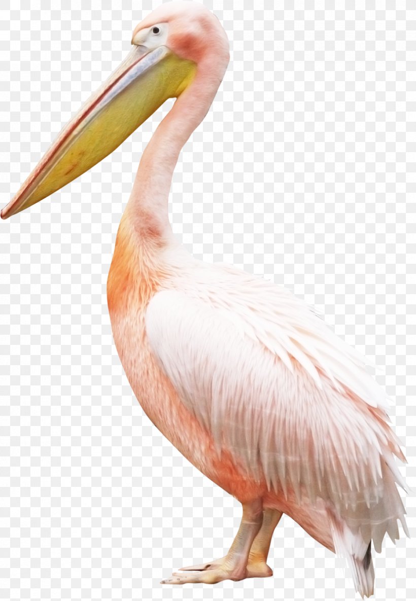 Bird Pelican Crane, PNG, 830x1200px, Bird, Beak, Crane, Fauna, Feather Download Free