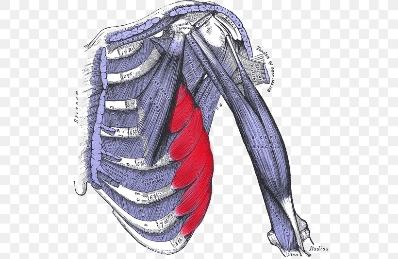 External Intercostal Muscles Internal Intercostal Muscles Intercostal Nerves Abdominal External Oblique Muscle, PNG, 550x533px, Watercolor, Cartoon, Flower, Frame, Heart Download Free