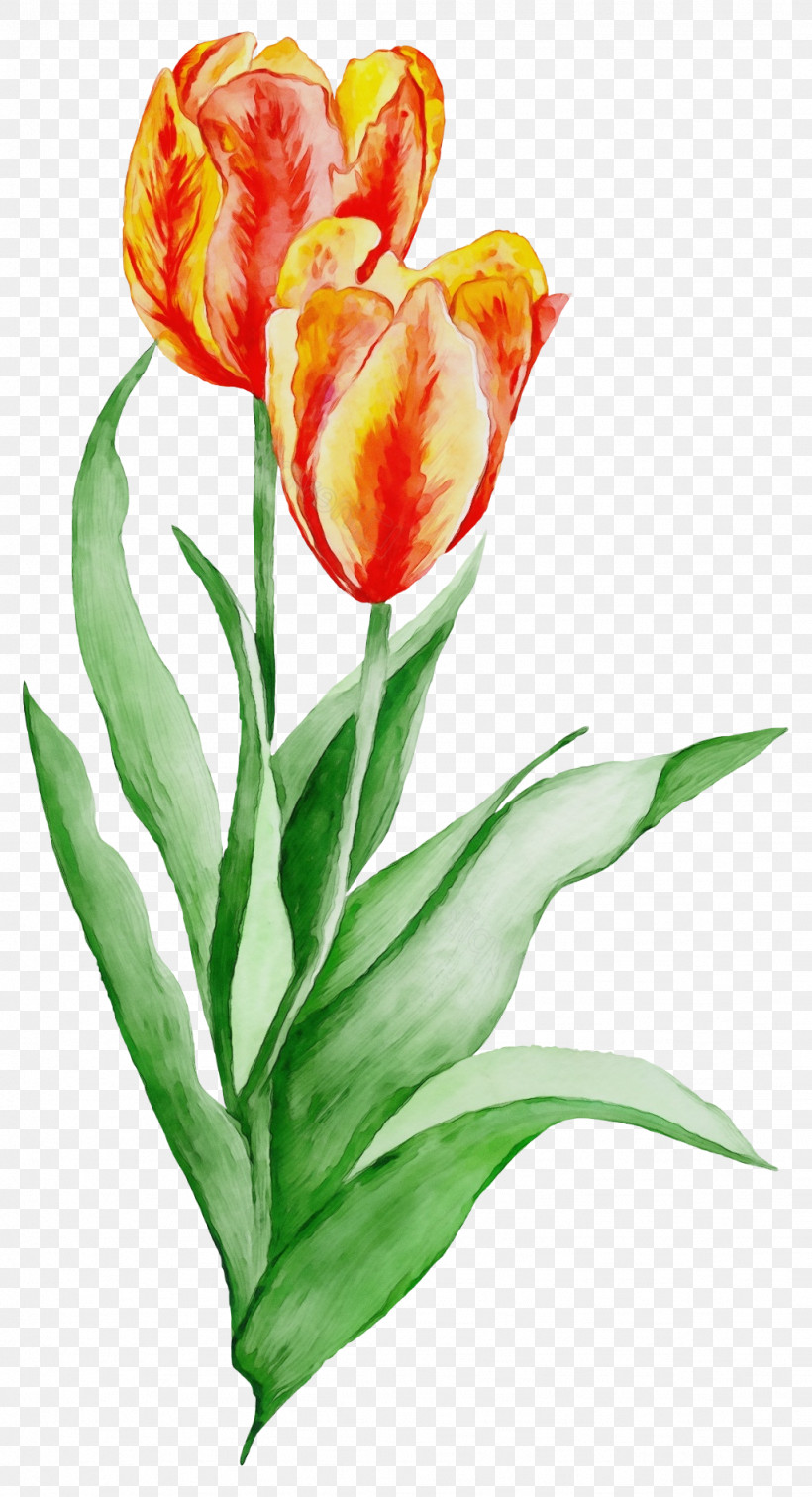 Flower Tulip Petal Plant Cut Flowers, PNG, 1024x1887px, Watercolor, Anthurium, Cut Flowers, Flower, Lily Family Download Free