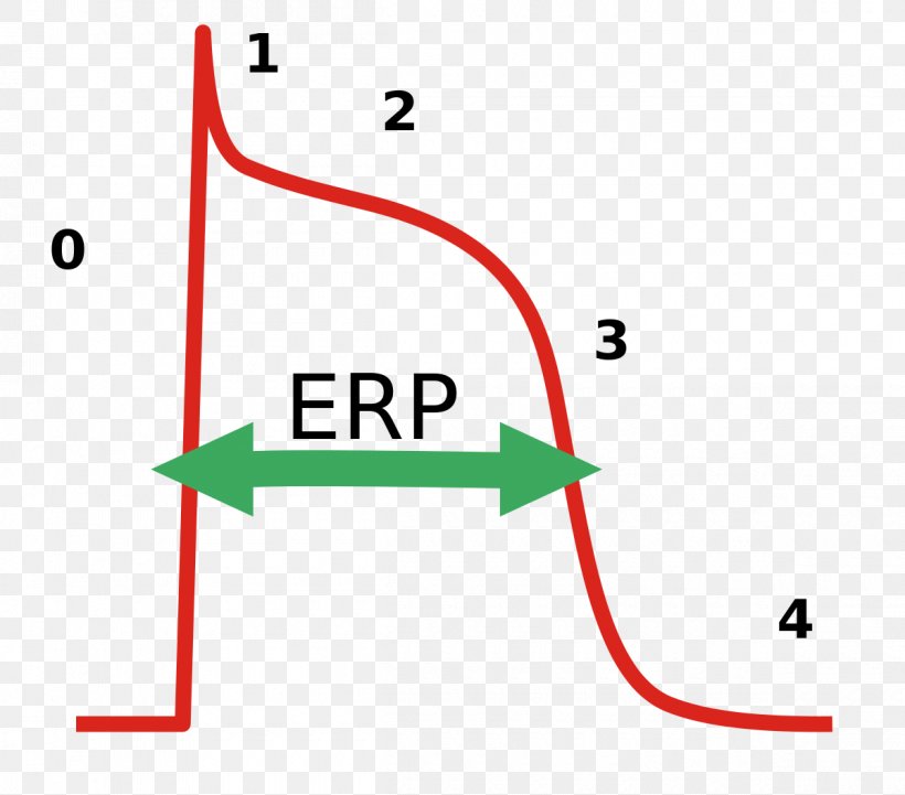 Effective Refractory Period Cardiac Action Potential Repolarization, PNG, 1200x1056px, Refractory Period, Action Potential, Antiarrhythmic Agent, Area, Cardiac Action Potential Download Free