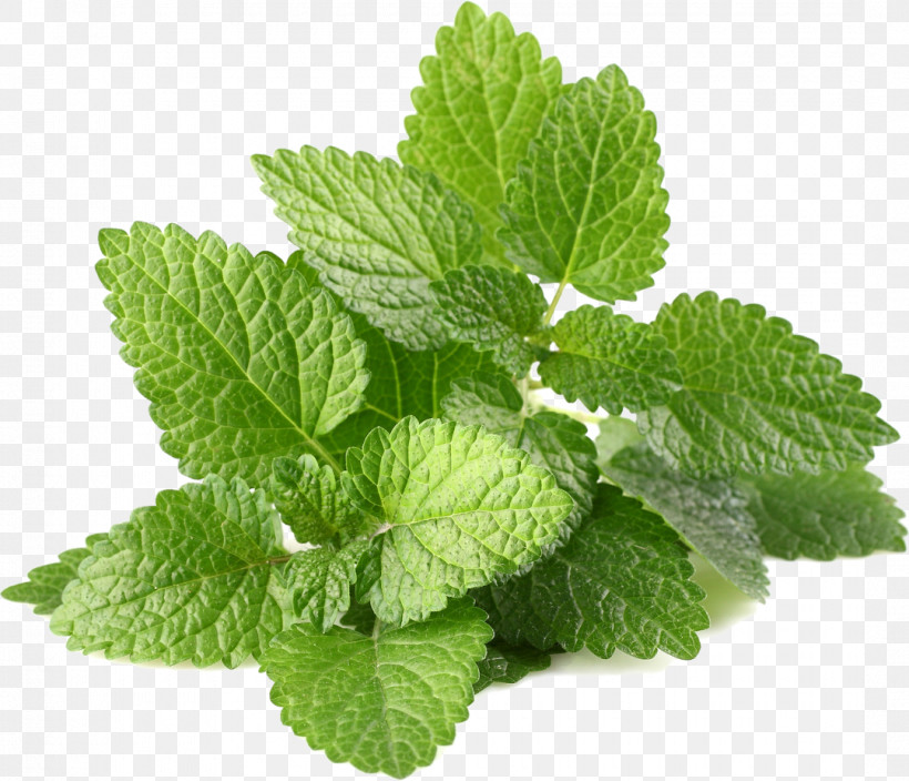 Leaf Plant Mint Herb Spearmint, PNG, 1080x928px, Leaf, Apple Mint, Flower, Herb, Lemon Balm Download Free