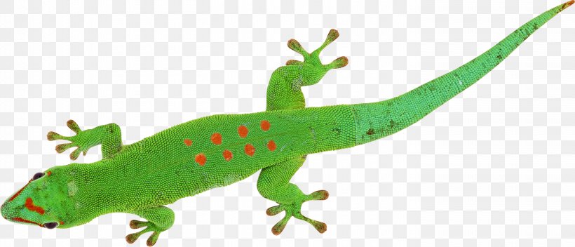Lizard Chameleons Reptile Phelsuma, PNG, 2815x1210px, Lizard, Amphibian, Animal Figure, Chameleons, Dull Day Gecko Download Free