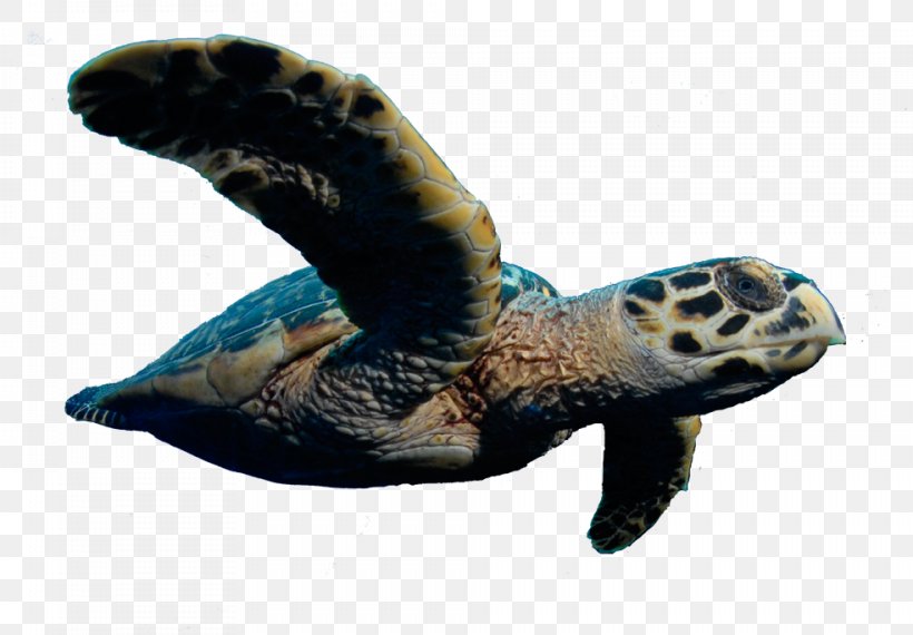 Loggerhead Sea Turtle Tortoise, PNG, 984x684px, Loggerhead Sea Turtle, Fauna, Loggerhead, Marine Mammal, Ocean Download Free