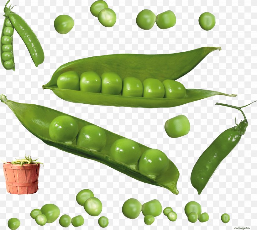 Snow Pea Common Bean Silique Drawing, PNG, 3414x3057px, Snow Pea, Common Bean, Drawing, Food, Fruit Download Free