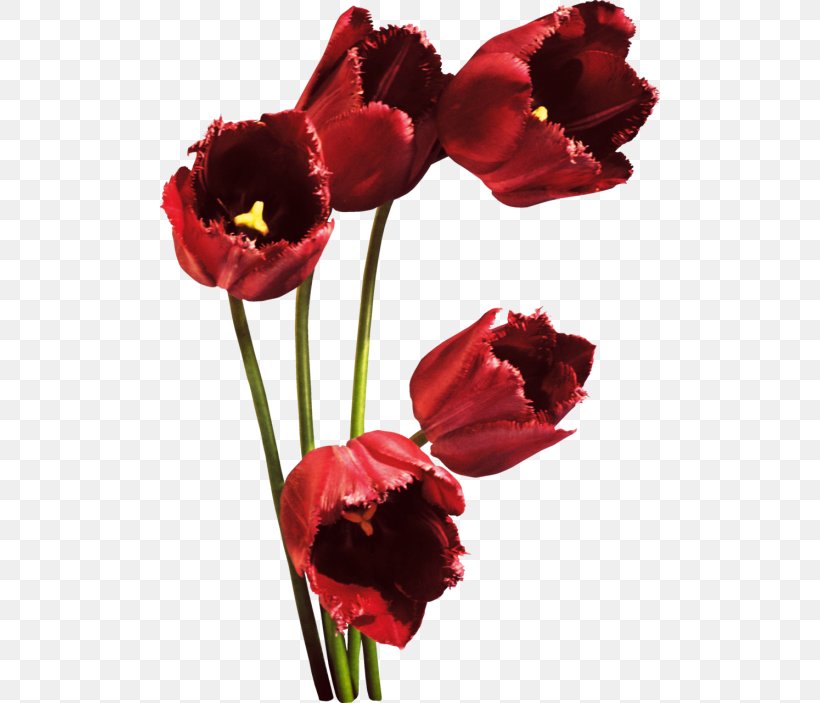 Tulip Red Petal Flower Bouquet, PNG, 500x703px, Tulip, Artificial Flower, Branch, Cut Flowers, Floristry Download Free