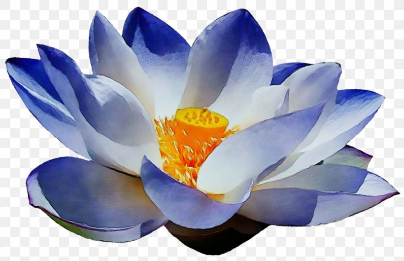 White Lily Flower, PNG, 1024x661px, Watercolor, Aquatic Plant, Blue, Computer, Crocus Download Free