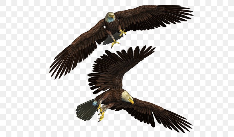 Bald Eagle Image Clip Art, PNG, 548x480px, Bald Eagle, Accipitridae, Accipitriformes, Art, Beak Download Free