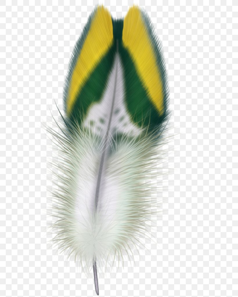 Feather Bird Clip Art, PNG, 581x1024px, Feather, Beak, Bird, Close Up, Computer Download Free