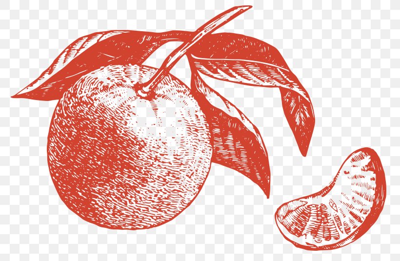 Apple Mandarin Orange Lemon Vector Graphics, PNG, 800x535px, Apple, Bergamot Orange, Christmas Ornament, Citrus, Drawing Download Free
