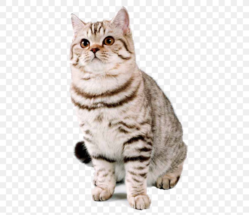 British Shorthair American Shorthair Kitten Cat Breed, PNG, 472x708px, British Shorthair, American Bobtail, American Shorthair, American Wirehair, Asian Download Free