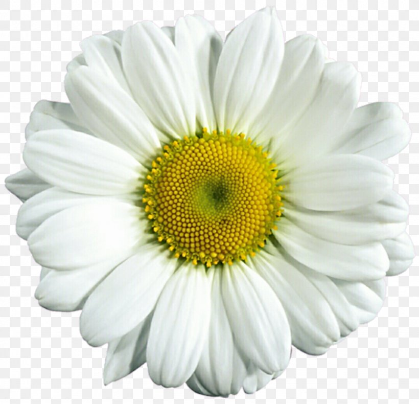 Common Daisy Download Clip Art, PNG, 1024x987px, Common Daisy, Annual Plant, Aster, Chrysanths, Cut Flowers Download Free