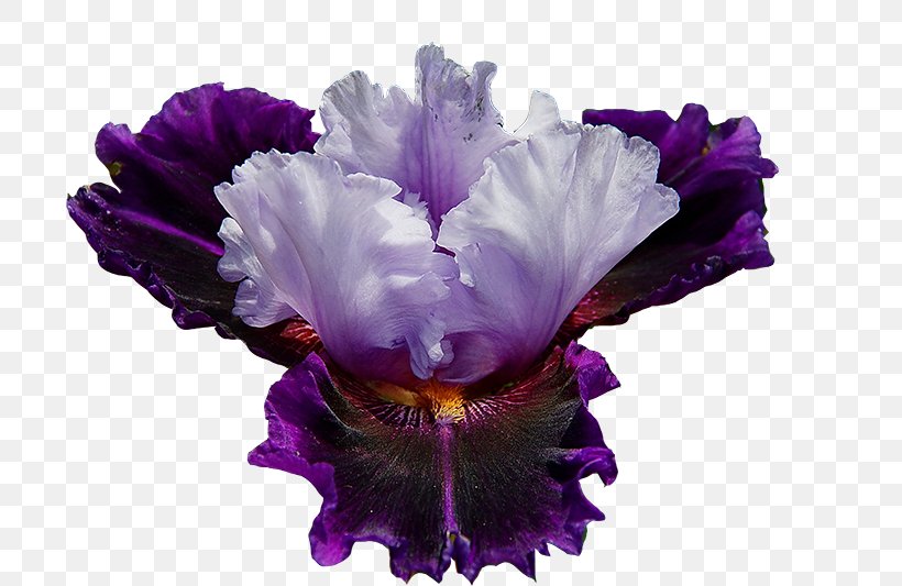 Northern Blue Flag Violet Flower Plant Iris Croatica, PNG, 800x533px, Northern Blue Flag, Blue, Color, Flower, Flowering Plant Download Free