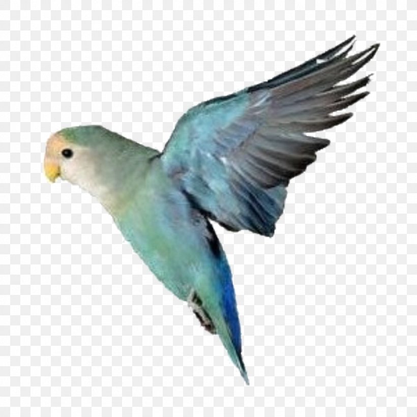 Rosy-faced Lovebird Parrot Yellow-collared Lovebird Budgerigar, PNG, 1024x1024px, Bird, Beak, Budgerigar, Cockatiel, Common Pet Parakeet Download Free