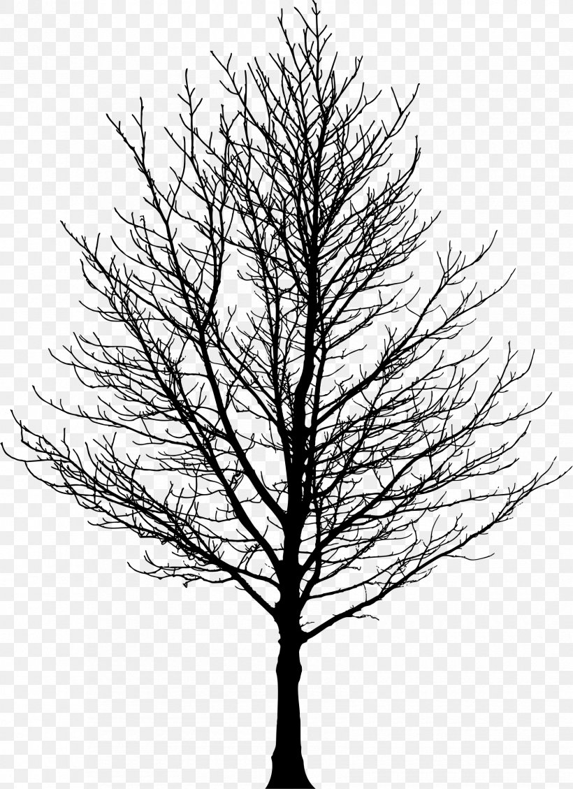 Tree Forest Sugar Maple Drawing Clip Art, PNG, 1680x2314px, Tree, Birch, Black And White, Branch, Conifer Download Free