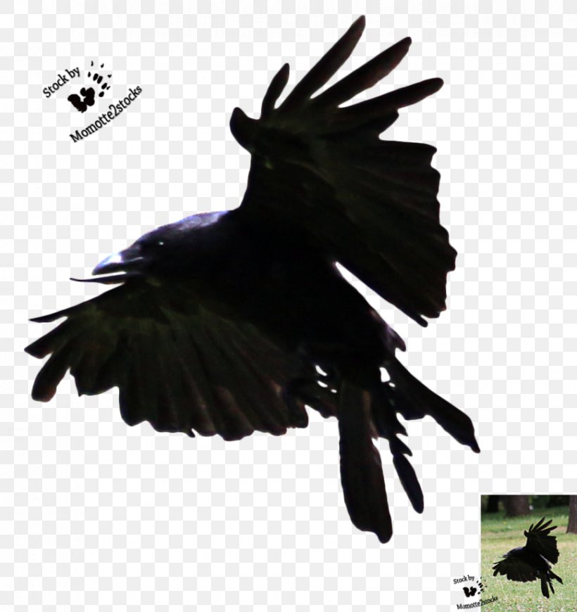 American Crow Bird Flight Art, PNG, 868x921px, American Crow, Animal, Art, Beak, Bird Download Free