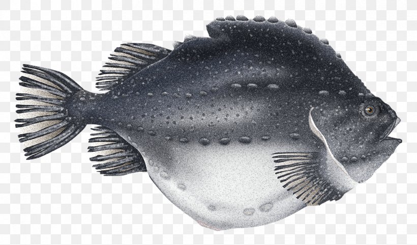 Cyclopterus Lumpus Roe Caviar Cod Atlantic Halibut, PNG, 1014x596px, Cyclopterus Lumpus, Atlantic Halibut, Capelin, Caviar, Cod Download Free