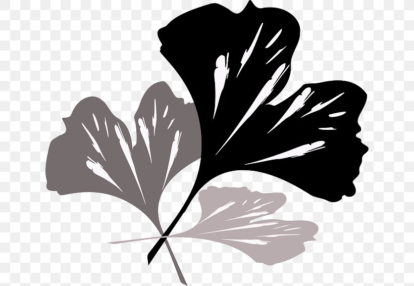 Ginkgo Biloba Tree Plant Petal Leaf, PNG, 640x566px, Ginkgo Biloba, Black And White, Flower, Flowering Plant, Hand Download Free