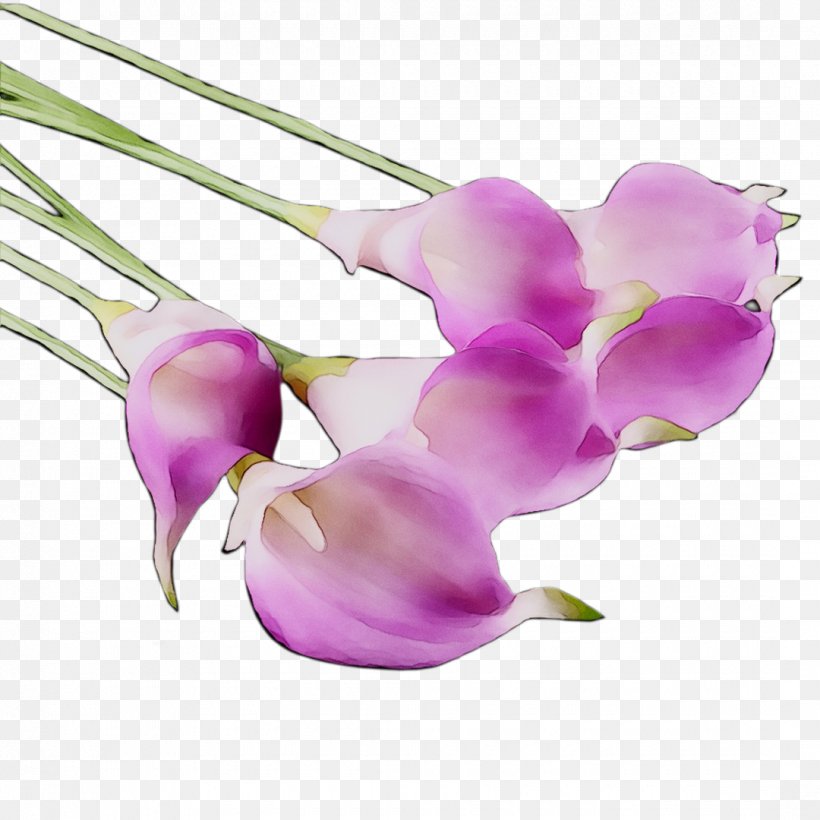 Moth Orchids Cut Flowers Plant Stem Purple, PNG, 1080x1080px, Moth Orchids, Artificial Flower, Cut Flowers, Everlasting Sweet Pea, Flower Download Free