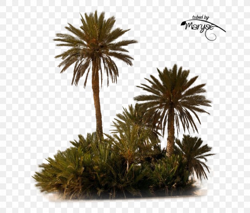 PlayStation Portable Asian Palmyra Palm Tree, PNG, 896x762px, Playstation Portable, Arecales, Asian Palmyra Palm, Borassus Flabellifer, Date Palm Download Free